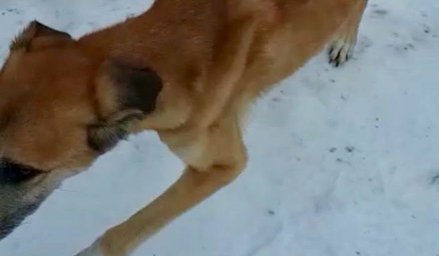 Соседи бьют тревогу: камчатская живодерка мучает собак